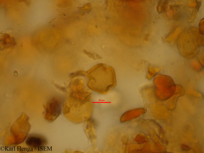 Baphia massaiensis - lame n° 45214