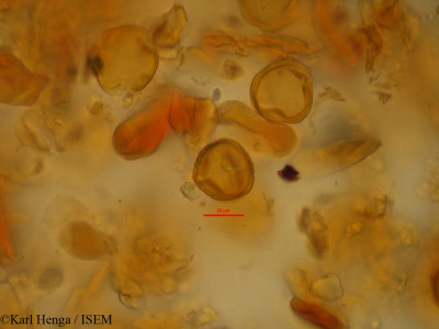 Baphia massaiensis - lame n° 45214