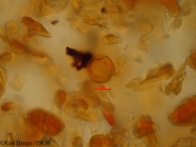 Baphia massaiensis - lame n° 45214