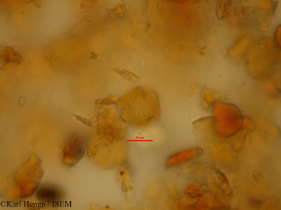 Baphia massaiensis - lame n° 45214