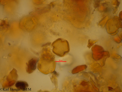 Baphia massaiensis - lame n° 45214