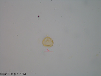 Karl.Henga/Baphia_polygalacea_19553/Baphia_polygalacea_19553_0001(copy)_thumb.jpg