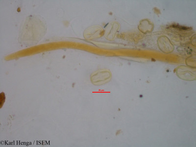 Karl.Henga/Baphia_pyrifolia_2753/Baphia_pyrifolia_2753_0001(copy)_thumb.jpg