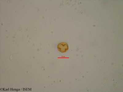 Baphia zenkeri - lame n° 19578