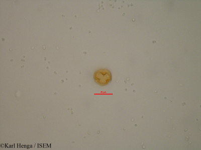 Baphia zenkeri - lame n° 19578