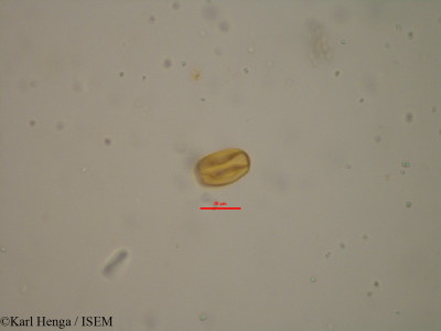 Baphia zenkeri - lame n° 19578