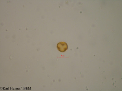 Baphia zenkeri - lame n° 19578