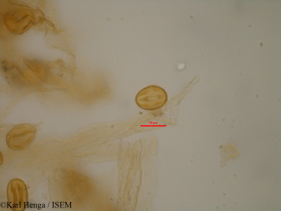 Baphia zenkeri - lame n° 19578