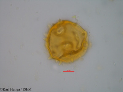 Barteria nigritana - lame n° 14805