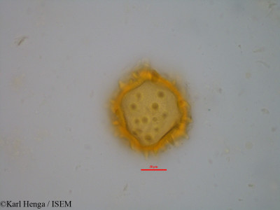 Barteria nigritana - lame n° 14805