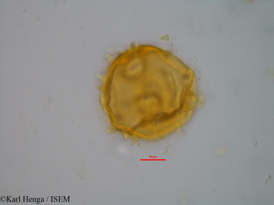 Barteria nigritana - lame n° 14805