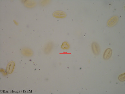 Begonia goudotii - lame n° 44152