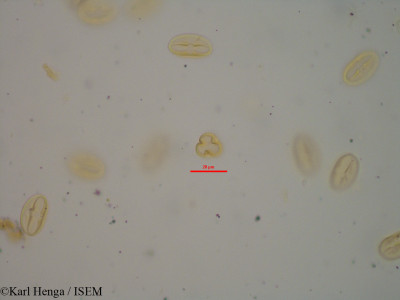 Begonia goudotii - lame n° 44152