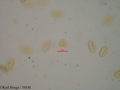 Begonia goudotii - lame n° 44152