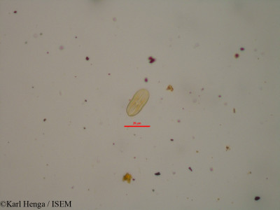 Begonia nana - lame n° 42971