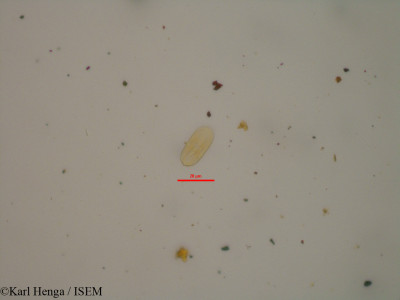 Begonia nana - lame n° 42971