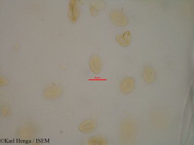 Karl.Henga/Begonia_nossibea_44159/Begonia_nossibea_44159_0001(copy)_thumb.jpg