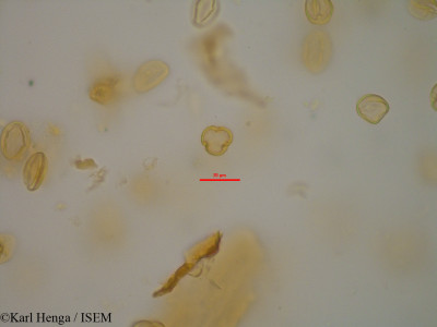 Begonia nossibea - lame n° 44159