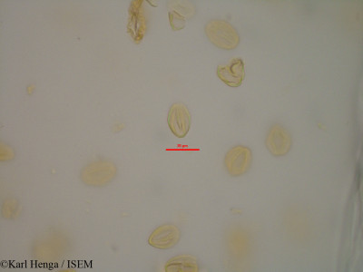 Begonia nossibea - lame n° 44159