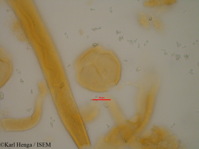 Karl.Henga/Berlinia_bifoliolata_7948/Berlinia_bifoliolata_7948_0001(copy)_thumb.jpg