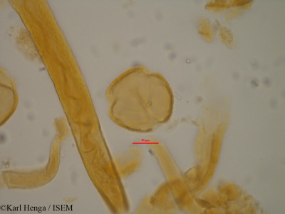 Berlinia bifoliolata - lame n° 7948