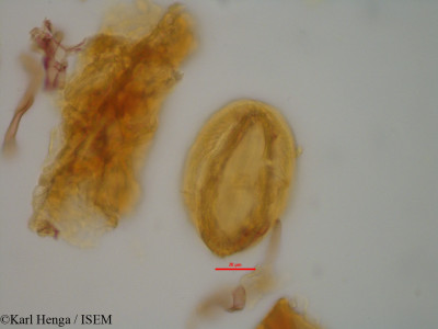 Berlinia bracteosa - lame n° 2188