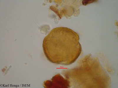 Berlinia bracteosa - lame n° 2188