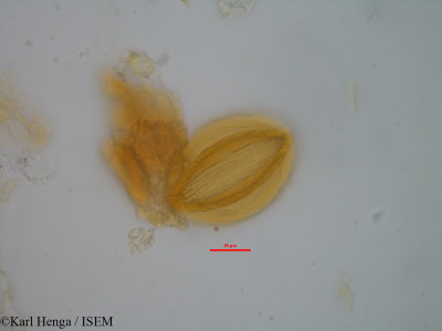 Berlinia confusa - lame n° 2187