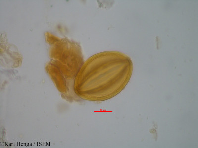 Berlinia confusa - lame n° 2187