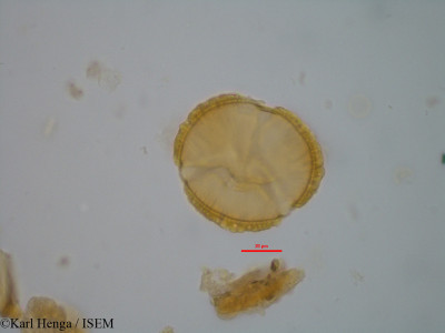 Berlinia confusa - lame n° 2187