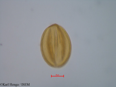 Berlinia confusa - lame n° 40116