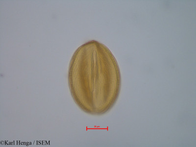 Berlinia confusa - lame n° 40116