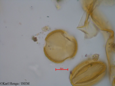 Berlinia confusa - lame n° 40116