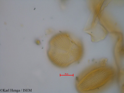 Berlinia confusa - lame n° 40116