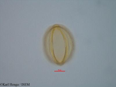 Berlinia congolensis - lame n° 42355
