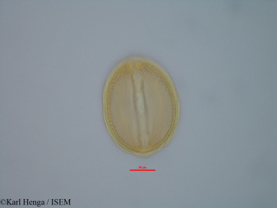 Berlinia congolensis - lame n° 42355