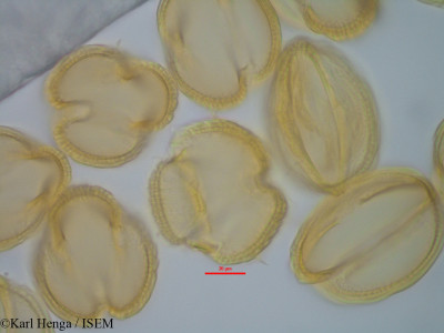 Berlinia congolensis - lame n° 42355