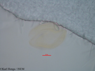 Berlinia giorgii - lame n° 35738