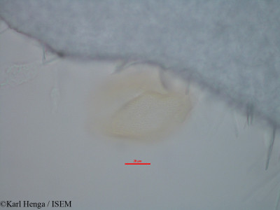 Berlinia giorgii - lame n° 35738