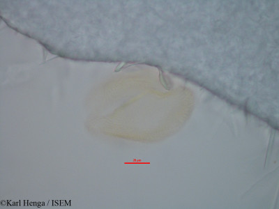 Berlinia giorgii - lame n° 35738