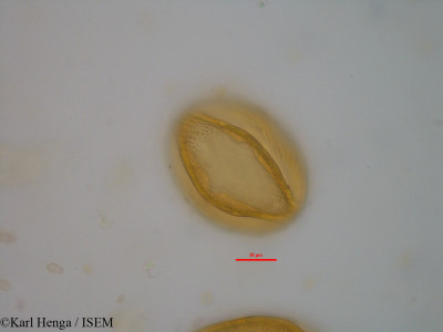 Berlinia grandiflora - lame n° 40111