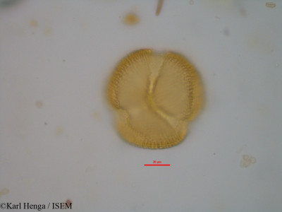 Berlinia grandiflora - lame n° 40111