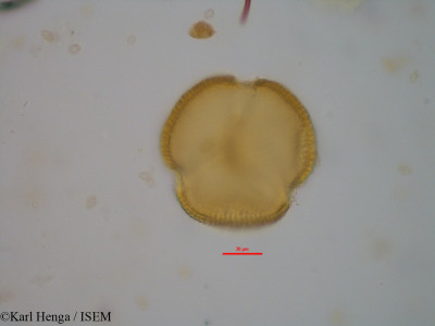 Berlinia grandiflora - lame n° 40111