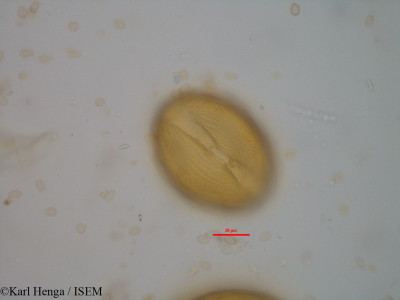 Berlinia grandiflora - lame n° 40111