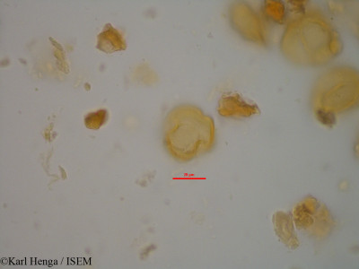 Karl.Henga/Bertholletia_excelsa_11386/Bertholletia_excelsa_11386_0001(copy)_thumb.jpg