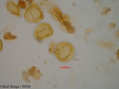 Bertholletia excelsa - lame n° 11386