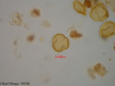 Bertholletia excelsa - lame n° 11386