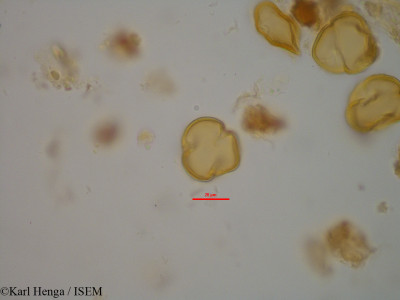 Bertholletia excelsa - lame n° 11386