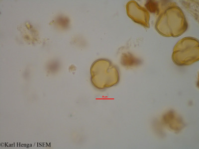 Bertholletia excelsa - lame n° 11386