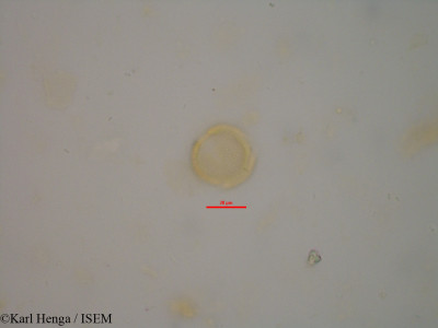 Karl.Henga/Bertiera_capitata_1800/Bertiera_capitata_1800_0001(copy)_thumb.jpg